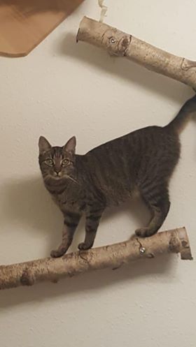 Tierschutz Leipzig Katze